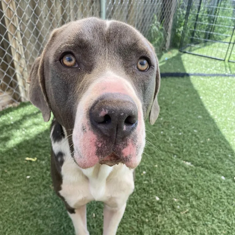 An adult large-sized male Gray / Blue / Silver Mixed Breed dog named Peter for adoption in Batavia, OH