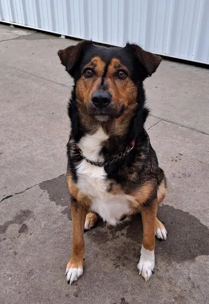An adult medium-sized female German Shepherd Dog dog named Nala for adoption in Camano Island, WA
