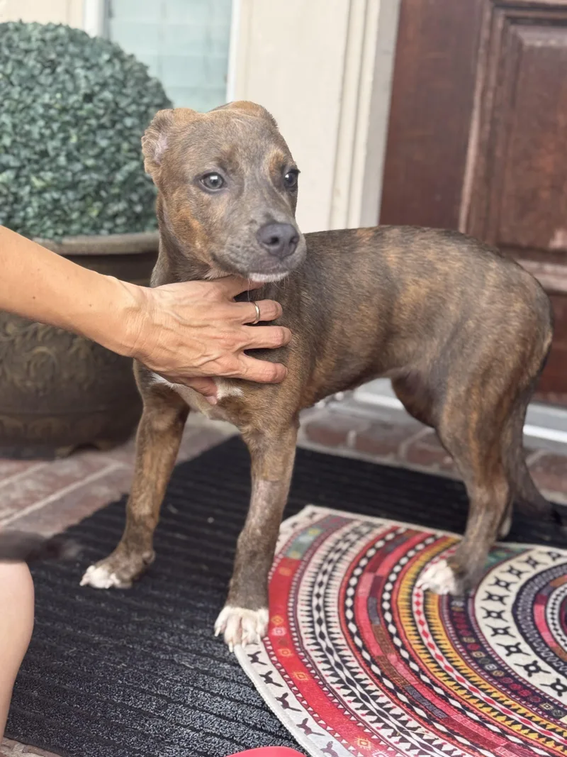 A young medium-sized female Brindle Smooth Fox Terrier dog named Xena for adoption in Manvel, TX