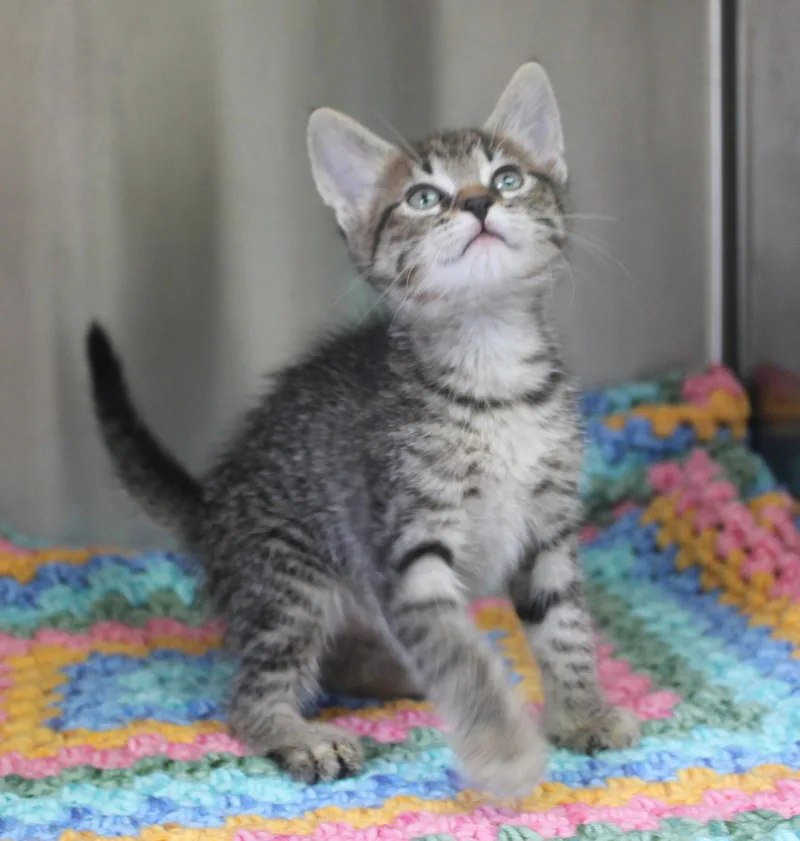 A baby medium-sized male Gray / Blue / Silver Domestic Short Hair cat named Marvin for adoption in Prattville, AL