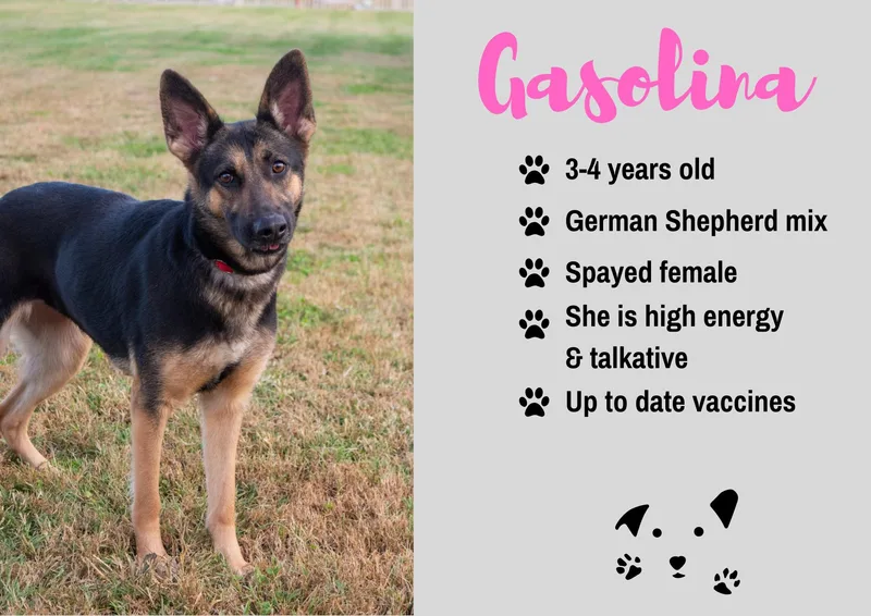 An adult medium-sized female German Shepherd Dog dog named Gasolina for adoption in Junction City, KS