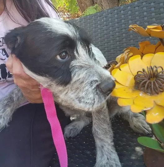Peony thumbnail 3