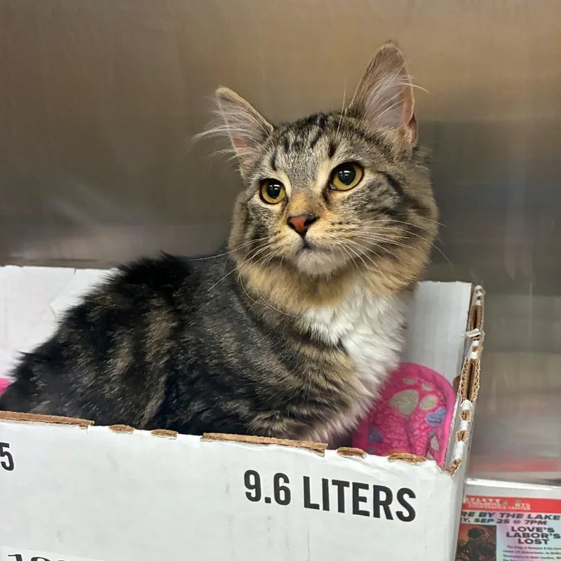 A baby medium-sized female Domestic Medium Hair cat named Julia for adoption in Memphis, TN