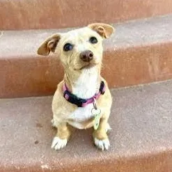 A baby small-sized female Apricot / Beige Dachshund dog named Lala for adoption in Los Angeles, CA