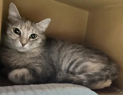 An adult small-sized female Domestic Medium Hair cat named Cookie for adoption in Phoenix, AZ
