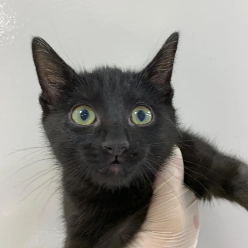 A senior large-sized female Black Domestic Short Hair cat named Kiwi for adoption in Jacksonville, FL