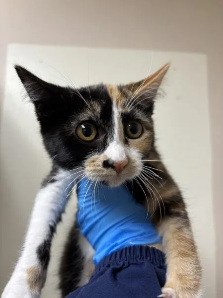A baby small-sized female Domestic Short Hair cat named Tutti Frutti for adoption in Sherwood, OR