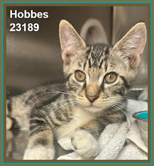 A baby medium-sized male Domestic Short Hair cat named Hobbes for adoption in Marietta, GA