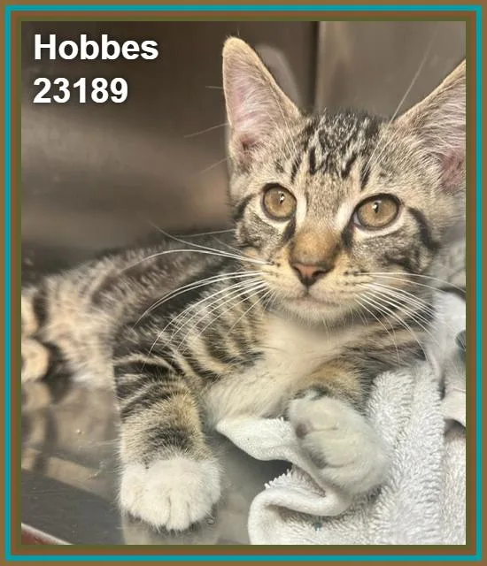 Hobbes thumbnail 2