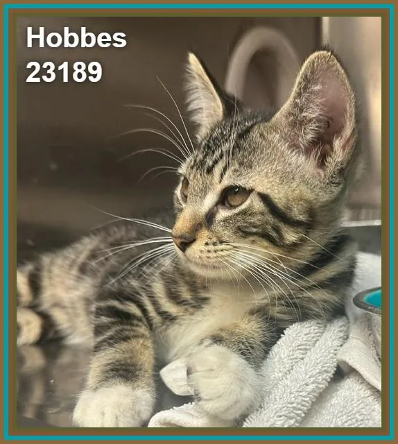 Hobbes thumbnail 3
