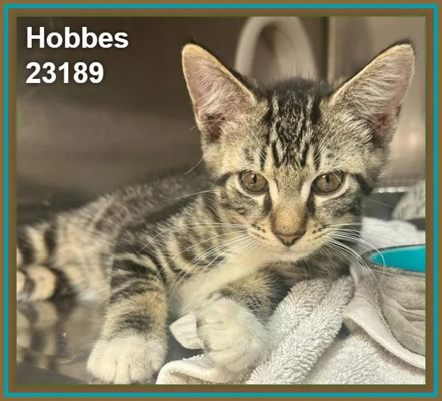 Hobbes thumbnail 4