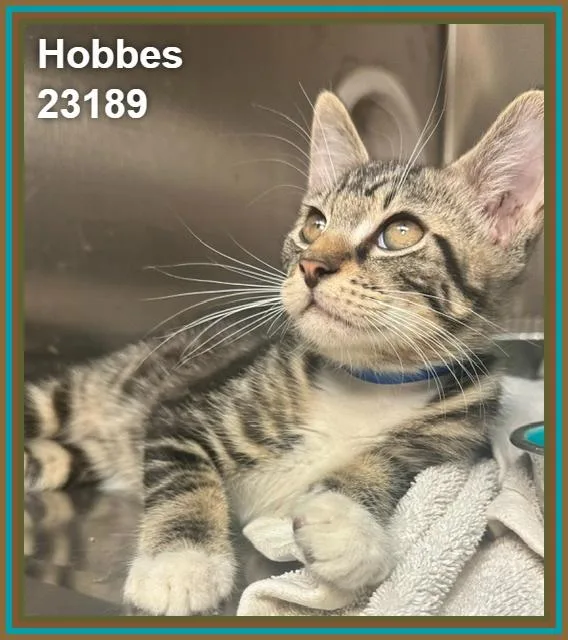 Hobbes thumbnail 5