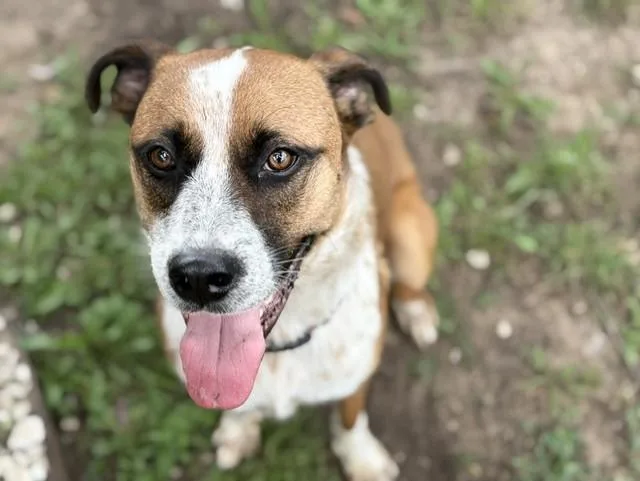 A young large-sized male Australian Shepherd dog named Lumpster for adoption in Tulsa, OK