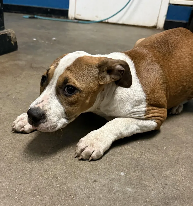 A young medium-sized female Pit Bull Terrier dog named Gamora for adoption in Ozark, AL