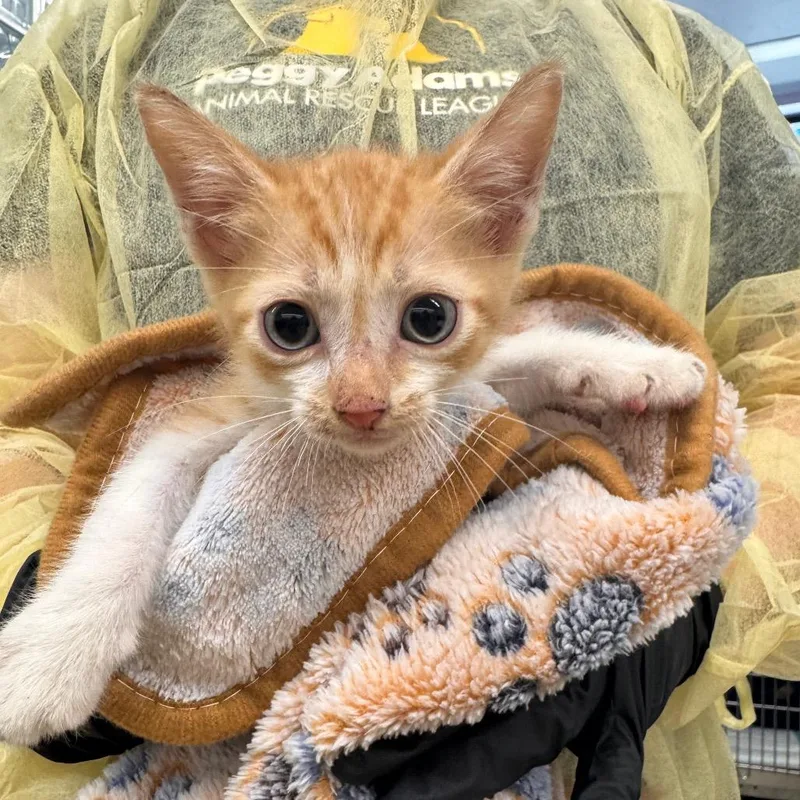 A baby small-sized male Orange / Red Domestic Short Hair cat named Boo for adoption in West Palm Beach, FL