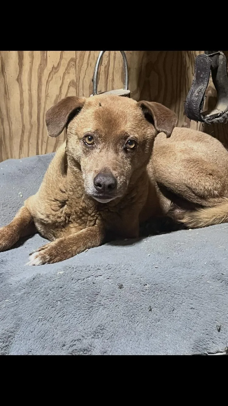 A senior medium-sized male Terrier dog named Popeye for adoption in Paradise, TX
