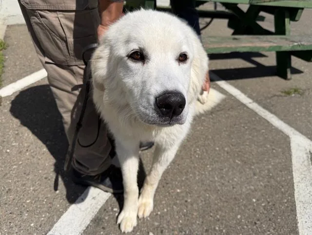 A young small-sized male Great Pyrenees dog named Andre for adoption in Santa Rosa, CA