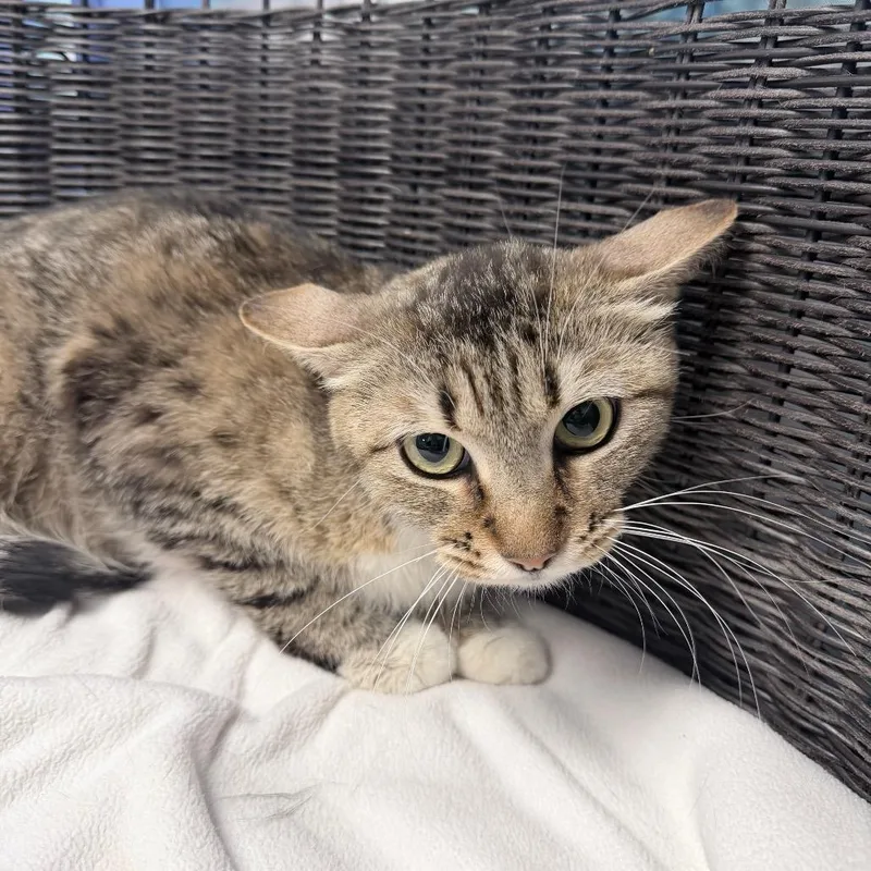 A young medium-sized female Brown / Chocolate Domestic Medium Hair cat named Marissa for adoption in Henderson, NV
