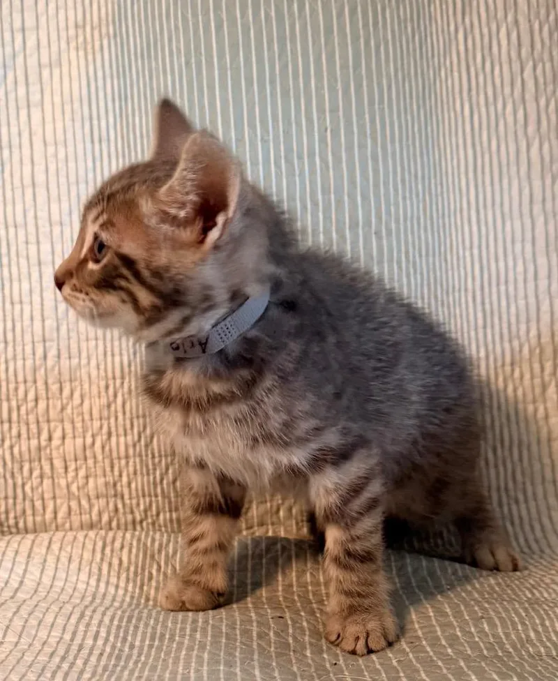 A baby medium-sized male Domestic Short Hair cat named Arlo for adoption in New York, NY