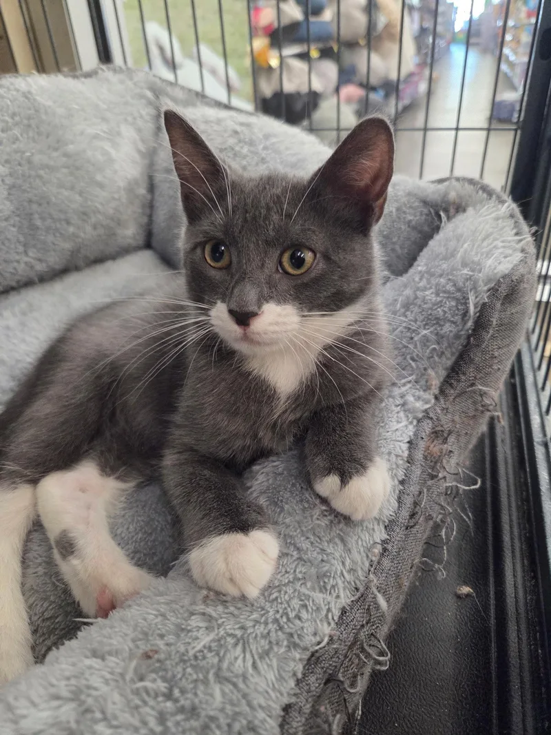 A young small-sized male Gray & White Domestic Short Hair cat named Biscotti for adoption in Smithtown, NY