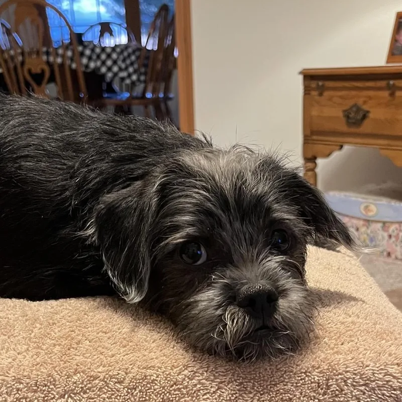 A baby small-sized male Gray / Blue / Silver Poodle dog named Finn for adoption in Kokomo, IN