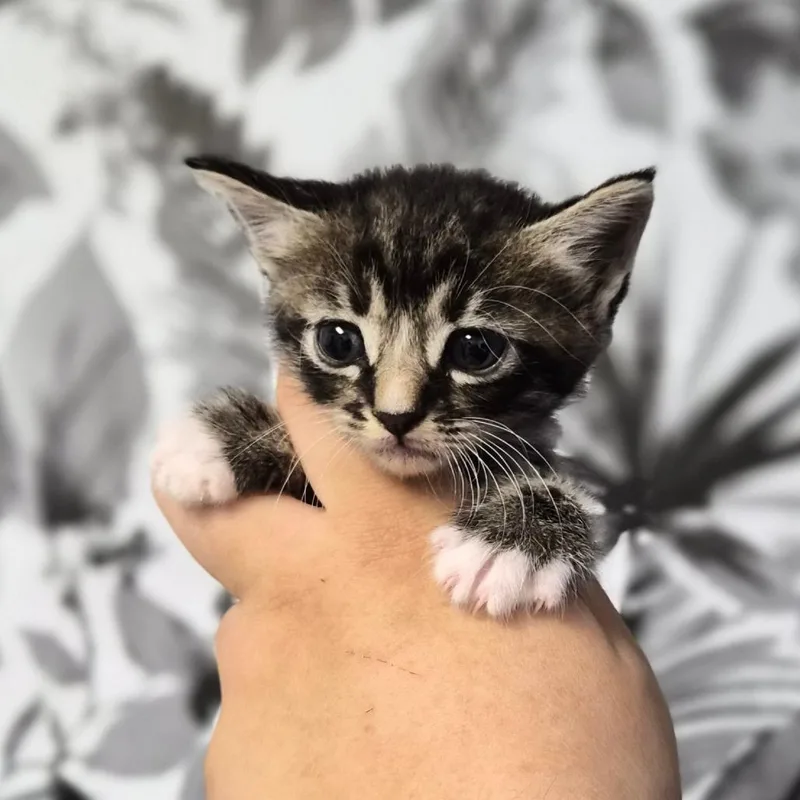 A baby small-sized female Brown / Chocolate Domestic Medium Hair cat named Static for adoption in Wahiawa, HI