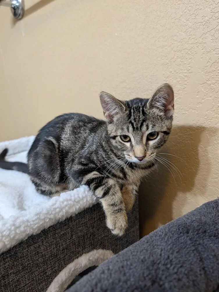 A baby medium-sized female Tabby (Brown / Chocolate) Domestic Short Hair cat named Hazelnut for adoption in Westfield, WI