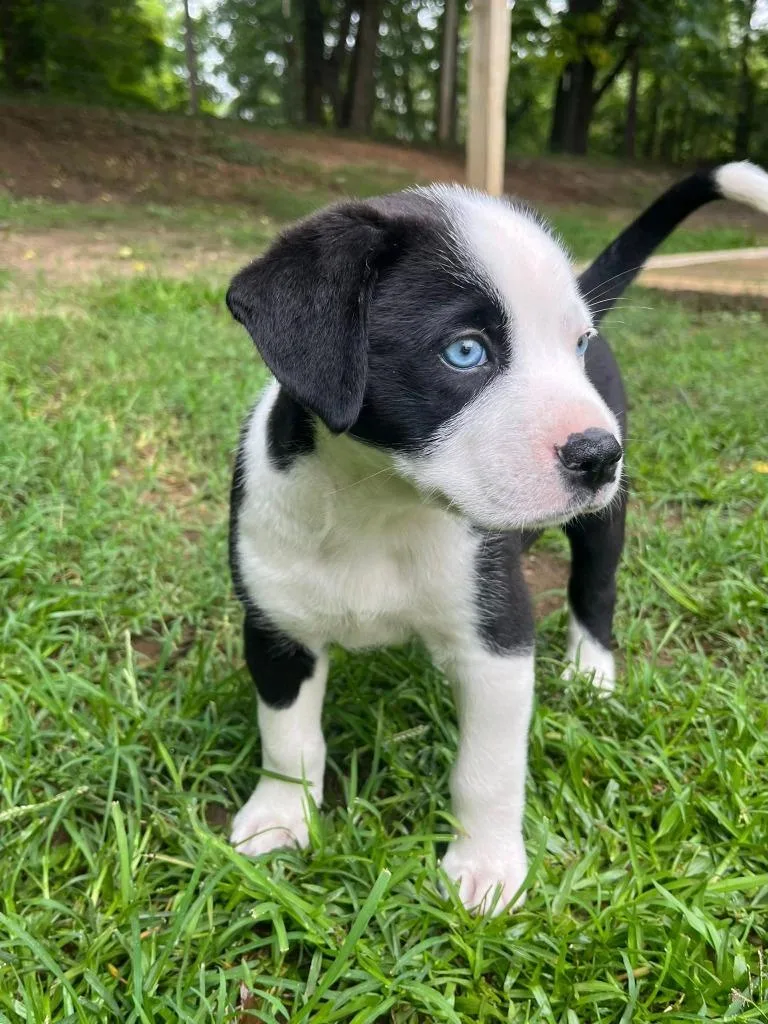 A baby medium-sized female Mixed Breed dog named Edna for adoption in Fond Du Lac, WI