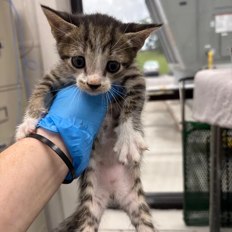 A baby small-sized male Brown / Chocolate Domestic Short Hair cat named Buggy for adoption in Columbiana, AL