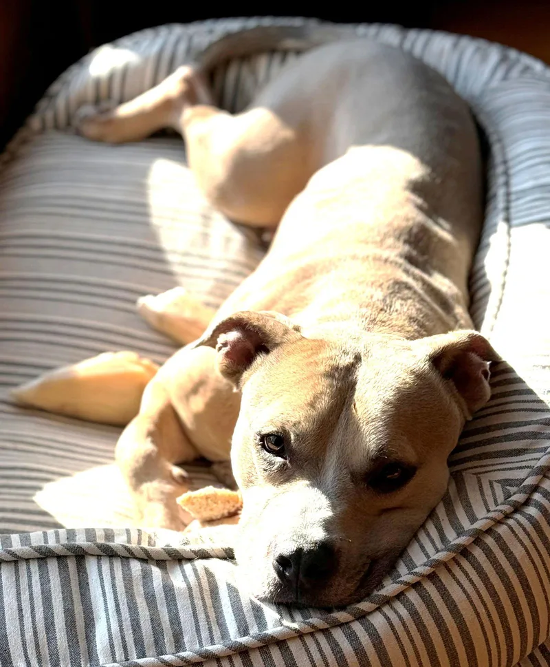 Xp Blue  Bangor thumbnail 2