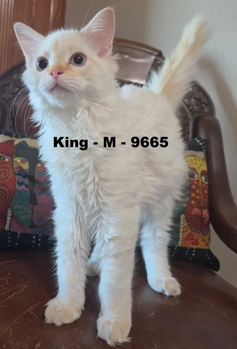 A young small-sized male Buff & White Siamese cat named King for adoption in Weatherford, TX