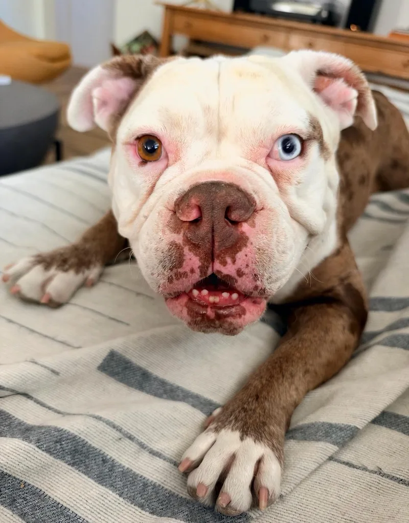 An adult medium-sized female Merle (Red) American Bulldog dog named Winnie for adoption in Los angeles, CA
