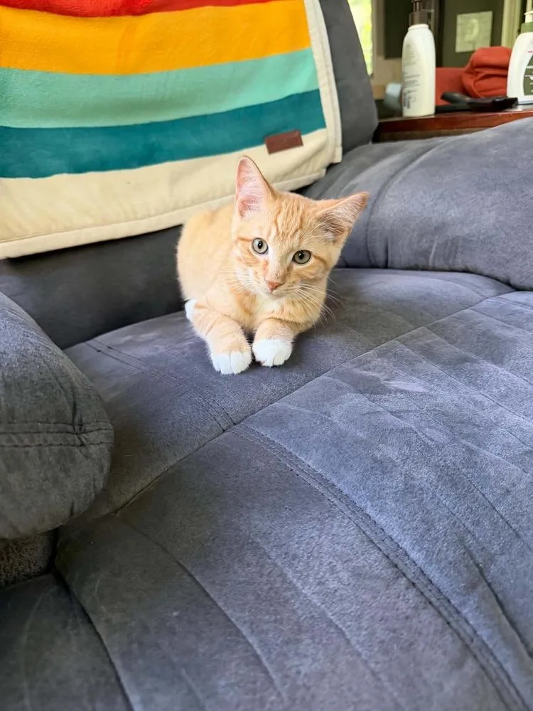 A baby small-sized male Tabby (Orange / Red) Domestic Short Hair cat named George W for adoption in Muskegon, MI