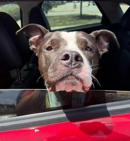 An adult large-sized male American Staffordshire Terrier dog named Zeus for adoption in San Antonio, TX