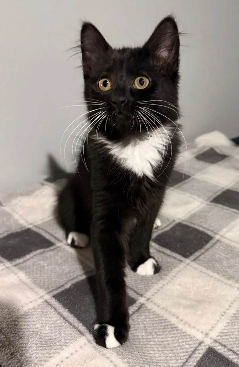 A baby medium-sized female Black & White / Tuxedo Domestic Medium Hair cat named Yen for adoption in Clayton, NJ