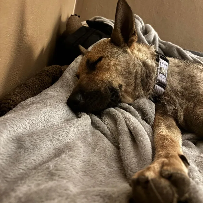 An adult medium-sized female Brown / Chocolate Shepherd dog named Millie Moon for adoption in Buffalo, MN