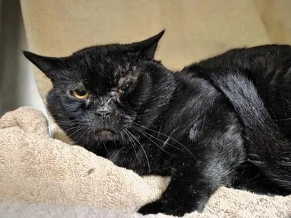 An adult large-sized male Domestic Short Hair cat named Yankee for adoption in Westland, MI