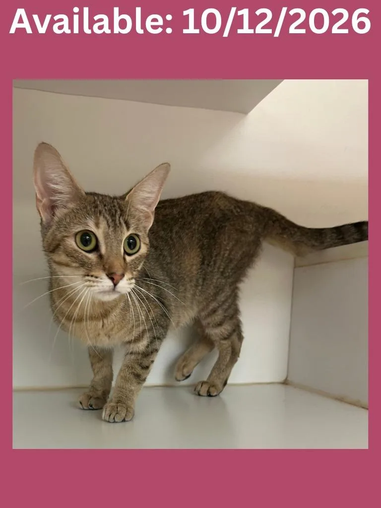 A young medium-sized female Domestic Short Hair cat named Cat Condo for adoption in Greenville, TX