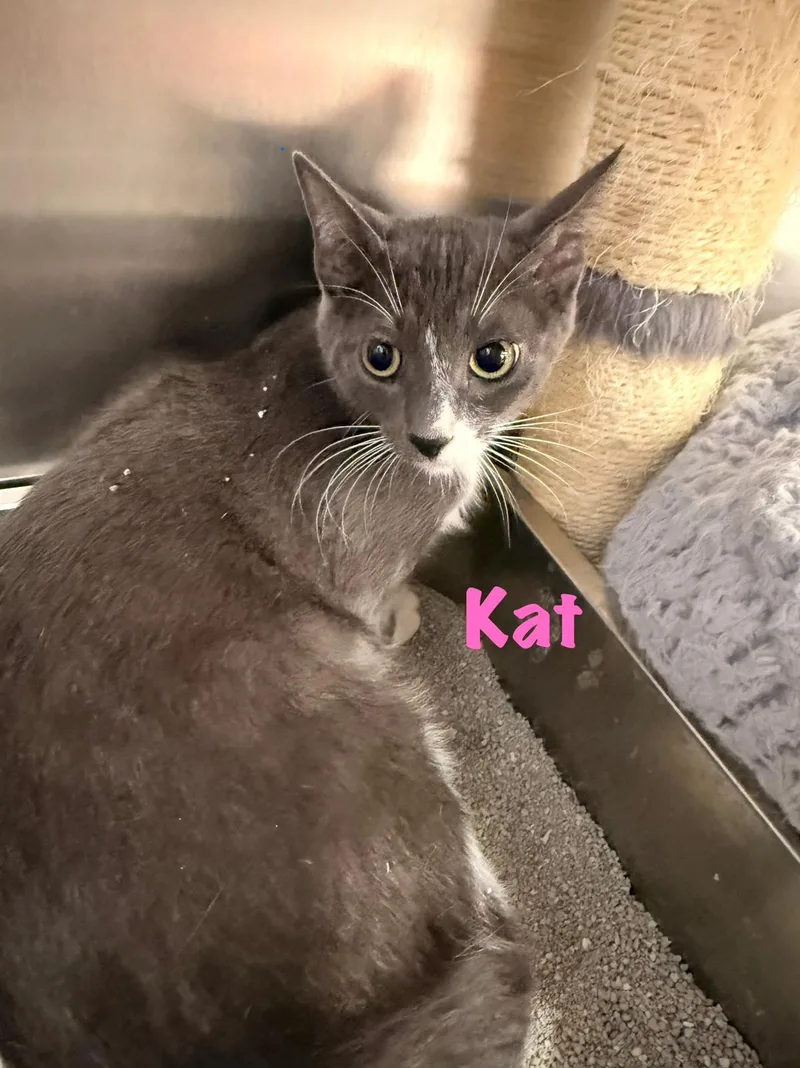 A baby medium-sized female Gray / Blue / Silver Domestic Short Hair cat named Kat for adoption in Spring Lake, NJ
