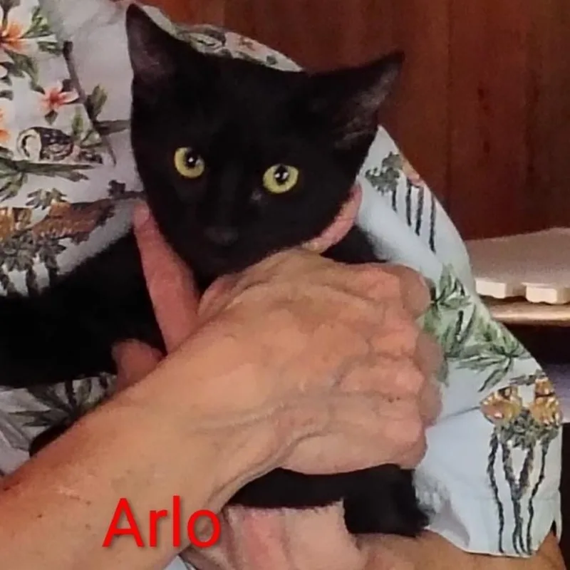 A baby small-sized male Black Domestic Short Hair cat named Arlo for adoption in Granby, MO