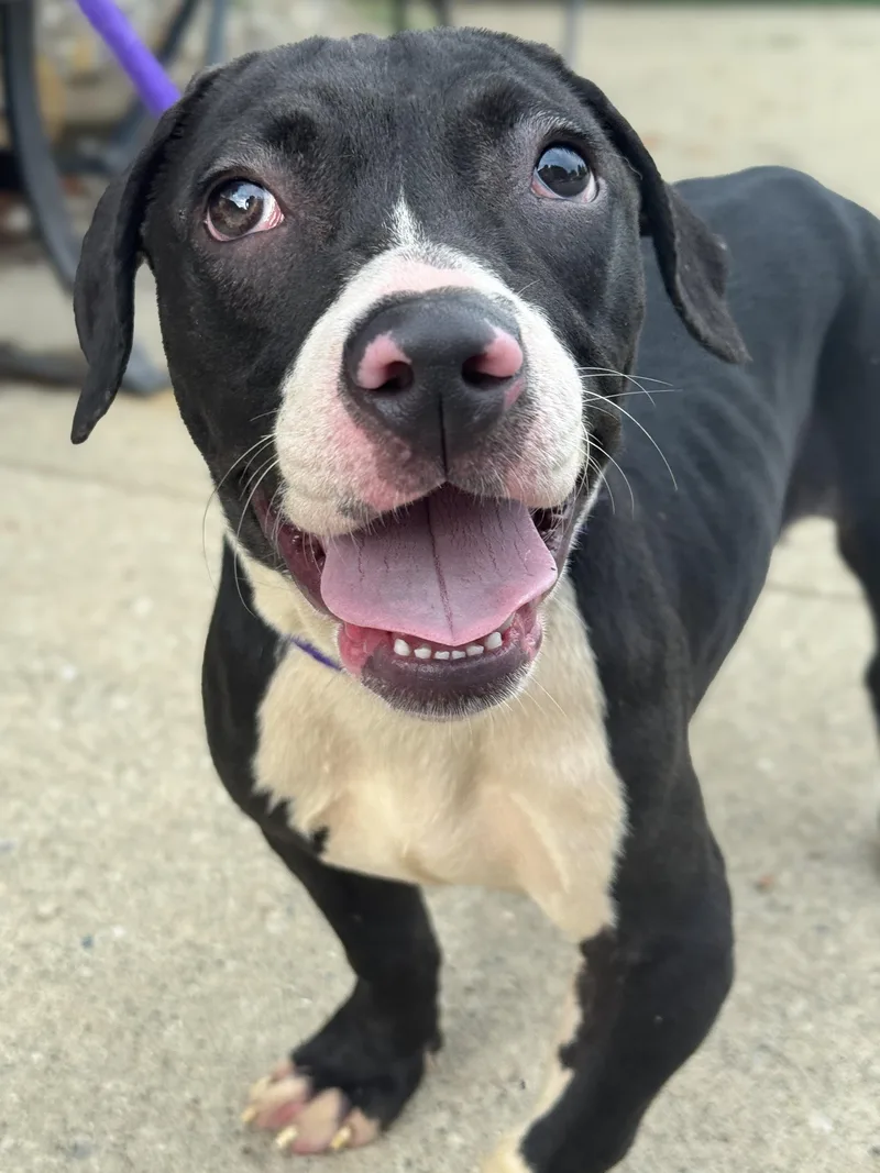 A baby medium-sized female Pit Bull Terrier dog named Widget for adoption in Anderson, IN