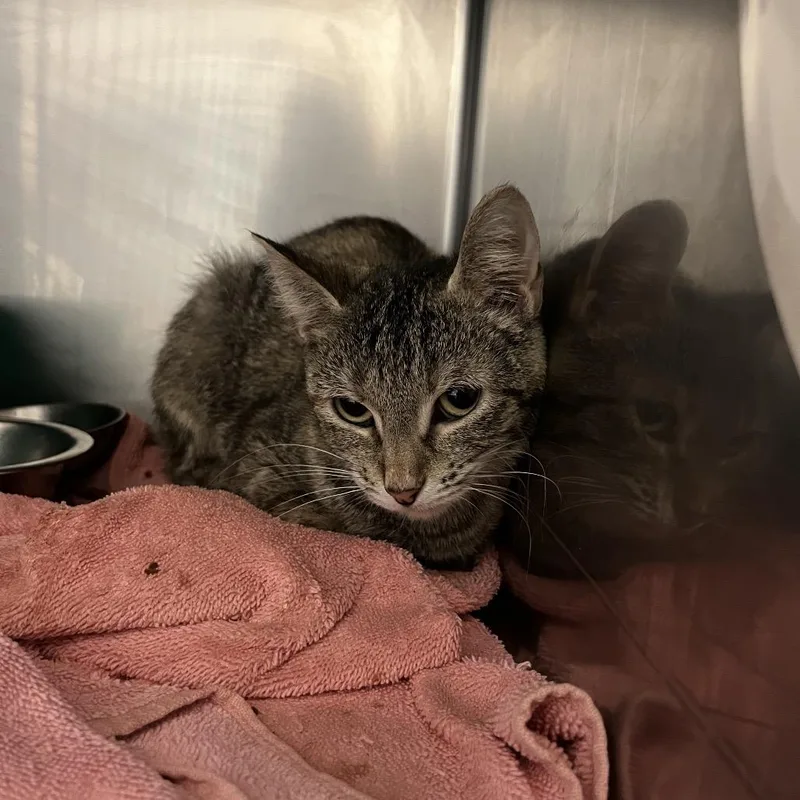 A young small-sized female Brown / Chocolate Domestic Short Hair cat named Rose Quartz for adoption in Bristol, IN