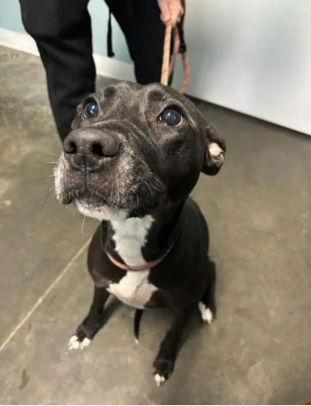 An adult medium-sized female Black Mixed Breed dog named Nova for adoption in Terre Haute, IN
