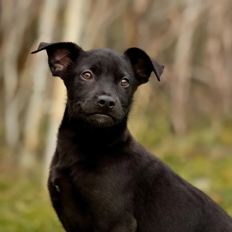 A young medium-sized male Black Retriever dog named Francoise for adoption in Livingston, TX