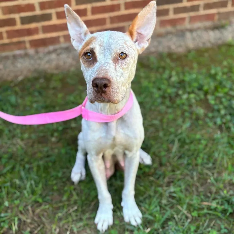 An adult medium-sized female Cattle Dog dog named Kimberly for adoption in Fairfax, VA