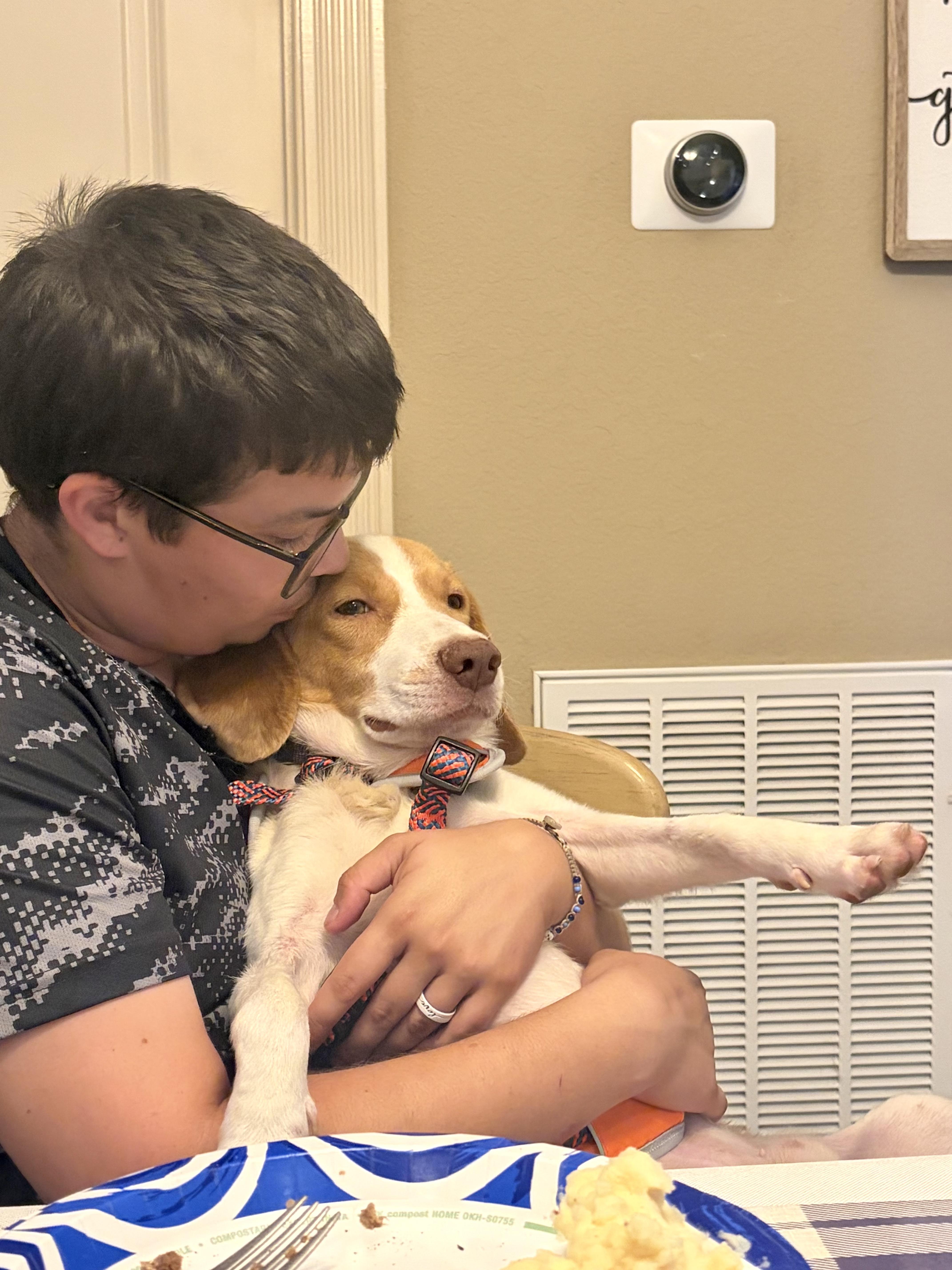 An adult medium-sized male White / Cream Beagle dog named Everything Beagle for adoption in New Orleans, LA