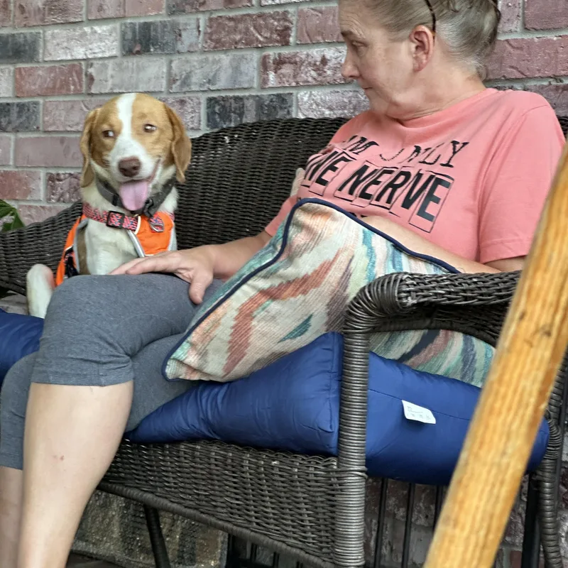 Everything Beagle thumbnail 2