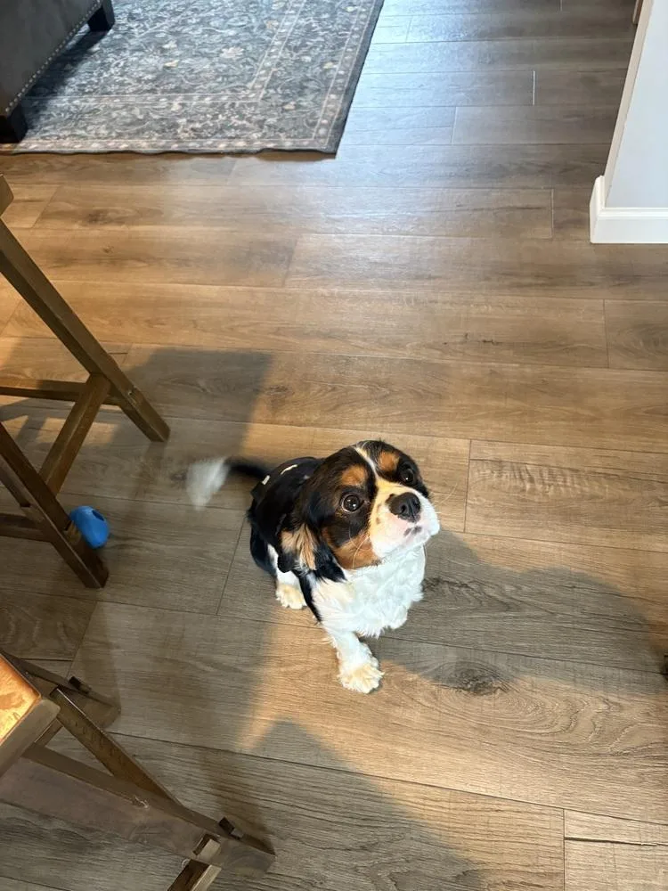 An adult small-sized male Cavalier King Charles Spaniel dog named Rex for adoption in South Bend, IN