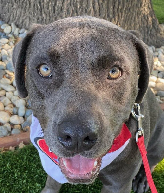 A young medium-sized male Labrador Retriever dog named Murphy for adoption in Colusa, CA