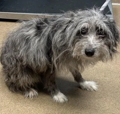 An adult small-sized male Mixed Breed dog named Julian for adoption in Chamblee, GA